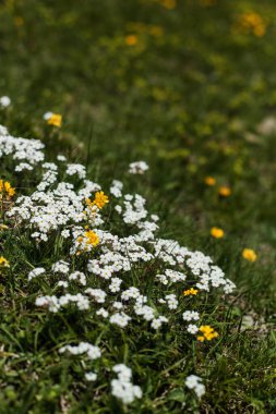 Alp çayırlarında açan sarı merkezleri olan canlı beyaz kır çiçekleri. Bu esnek dağ çiçekleri, çiçeklenme mevsiminin yemyeşil başlangıcının sinyalidir..
