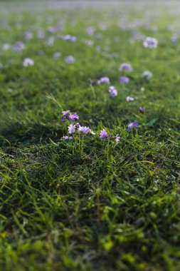Altın saat boyunca rüya gibi, hafif aydınlatılmış bir çayıra karşı keskin odak noktasında duran yalnız bir mor çiçek. Sığ alan derinliği ve arka ışıklandırma büyülü, sakin bir atmosfer yaratır..