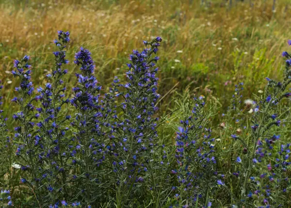 Canlı mavi kır çiçeklerinin yakın çekimi yaz çayırlarında çiçek açıyor ve arka planda kuru altın çimenler var..