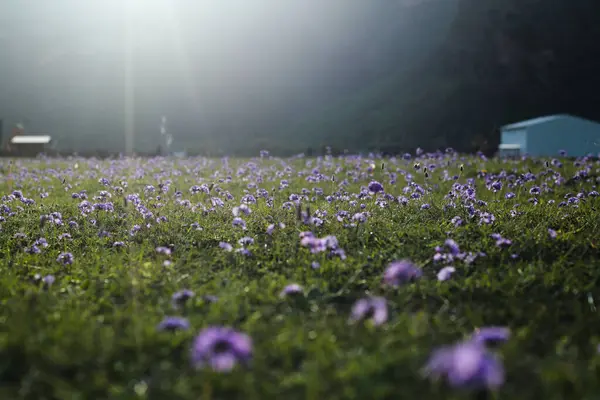 Dağlık bir vadide, yumuşak sabah ışığında parıldayan mor kır çiçeklerinden oluşan rüya gibi bir tarla. Çiçekler rüzgarda hafifçe sallanırken ahşap kabinler arka planda duruyor, kısmen sisle örtülü..