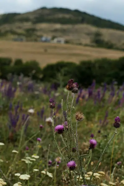 Kurumuş ve çiçek açan mor devedikenleri sıcak tonlu bir yaz çayırında duruyor. Yuvarlanan tepeleri ve uzak evleri var..