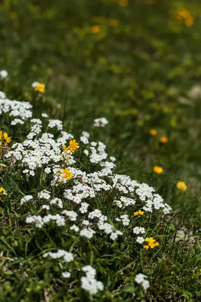 Alp çayırlarında açan sarı merkezleri olan canlı beyaz kır çiçekleri. Bu esnek dağ çiçekleri, çiçeklenme mevsiminin yemyeşil başlangıcının sinyalidir..