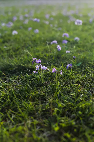 Altın saat boyunca rüya gibi, hafif aydınlatılmış bir çayıra karşı keskin odak noktasında duran yalnız bir mor çiçek. Sığ alan derinliği ve arka ışıklandırma büyülü, sakin bir atmosfer yaratır..