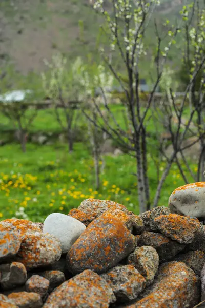 Canlı turuncu yosunlarla kaplı kayaların yakın planında, sarı çiçekler ve dağlarda taze yeşillikler açan bir bahar bahçesinin yumuşak odaklı arka planı var..