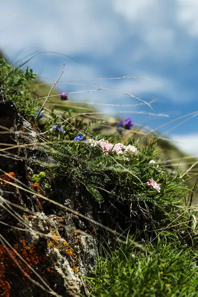 Gürcistan Kafkasya 'sında açık mavi bir gökyüzünün altında kayalık bir yamaçta yetişen renkli yaban çiçeklerinin yakın görüntüsü.