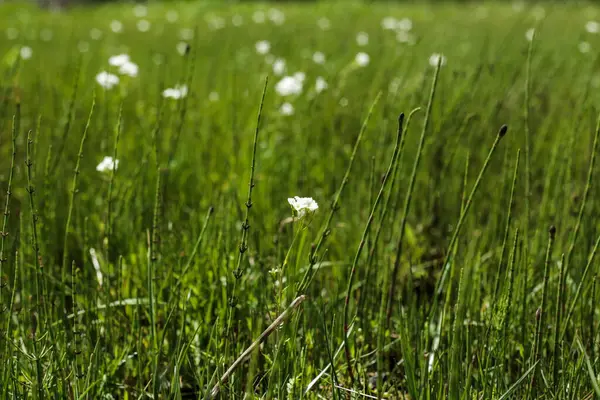 Canlı yeşil çimenlerin ve ince sapların olduğu bir alanda açan yalnız, narin, beyaz bir çiçek basitliği ve doğadaki saflığı simgeliyor..