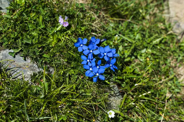 Parlak mavi alp çiçekleri yeşil çimenler ve Kafkasya Dağları 'ndaki yüksek rakımlı bir çayırda küçük taşlar arasında çiçek açar, vahşi baharın canlı güzelliğini yakalar..
