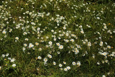  Parlak yaz güneşi altında sık sık çiçek açan papatyalarla kaplı yemyeşil bir çayır manzarası. Çiçeklerin beyaz taç yaprakları ve sarı merkezleri canlı yeşil çimenlere çok güzel zıt düşüyor..