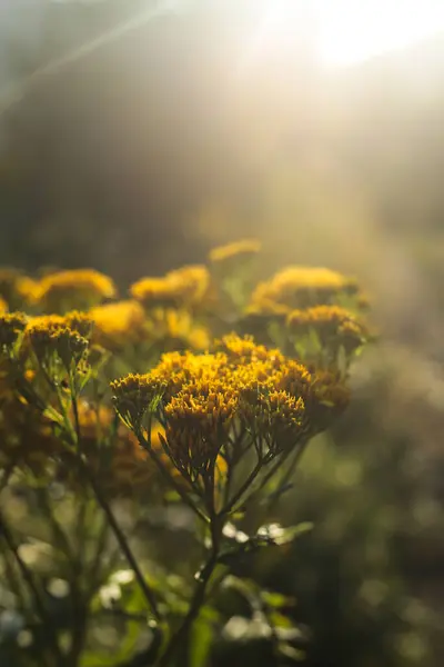 Sarı kır çiçekleri yumuşak akşam güneşinin altında, güzel, sıcak bir arka plan ışığı ve çayırda rüya gibi bir atmosferle birlikte..