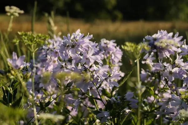 Uzun otlar ve yumuşak altın ışıkla çevrili, güneşli bir yaz çayırında açan mor çan çiçeklerinin yakın çekimi.