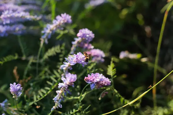 Güneşli bir yaz otlağında canlı mor kır çiçeklerinden nektar toplayan bir bal arısının yakın çekimi. Yumuşak arkaplan, çiçeklerin dokusunu ve detaylarını vurguluyor..