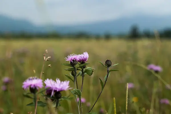 Yaz otlaklarında yetişen yabani mor devedikeni çiçeklerinin yakın çekimi. Yumuşak arka plan daha fazla çiçek ve yeşil çimen gösteriyor, doğal ve huzurlu bir his veriyor..