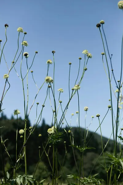 Narin beyaz kır çiçekleri canlı, bulutsuz mavi gökyüzüne doğru uzanıyor. Minimalist kompozisyon ve yüksek kontrast canlandırıcı ve canlandırıcı bir yaz havası yaratır..