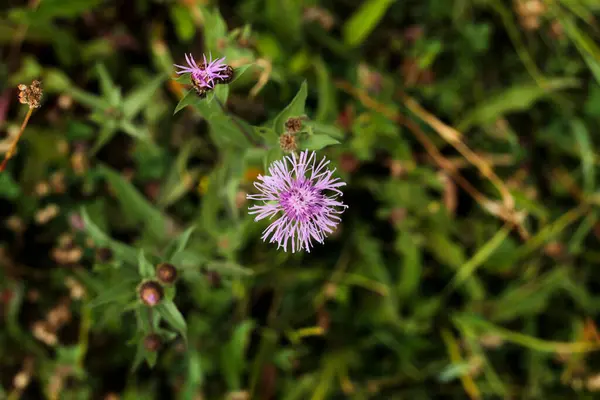 Çimenli bir tarlada tek bir mor knapweed çiçeğinin yukarıdan aşağı makro görüntüsü. Yaprakların narin yapısı bulanık yeşil bir arka plana karşı duruyor, doğal zarafeti vurguluyor..