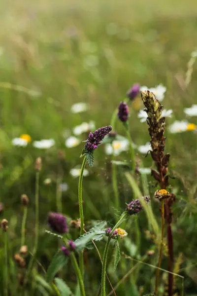 Bir yaz otlağında dik duran, çiçek açan mor çiçeklerin yakın çekimi. Yumuşak odak arka planı yaprakların ve yaprakların hassas dokusunu vurgular, barışçıl ve doğal bir yapı yaratır.