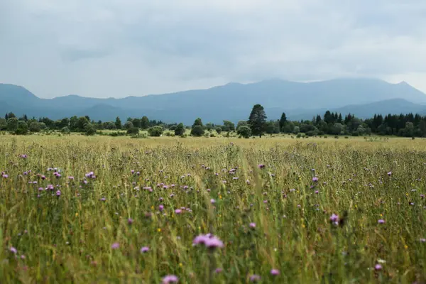 Geniş manzara manzarası, mor devedikenli çiçek açan bir çayır..