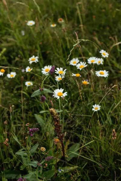 Çiçeklerin yemyeşil bir alanda çeşitli yabani bitkilerle çevrili olduğu büyüleyici bir manzara. Parlak sarı merkezli beyaz yapraklar çevreleyen yeşilliklerle çok güzel tezat oluşturuyor.