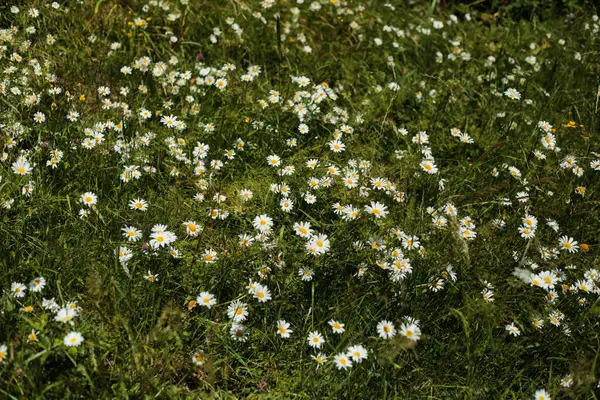  Parlak yaz güneşi altında sık sık çiçek açan papatyalarla kaplı yemyeşil bir çayır manzarası. Çiçeklerin beyaz taç yaprakları ve sarı merkezleri canlı yeşil çimenlere çok güzel zıt düşüyor..