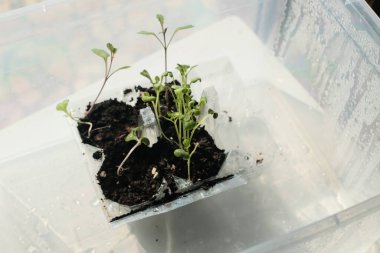 Young green seedlings sprouting in soil inside a recycled plastic container, illuminated by natural light, symbolizing growth and sustainability.
