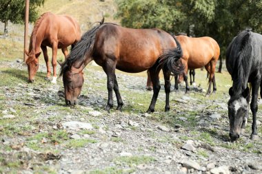 A group of horses of different colors graze peacefully on a rocky meadow near green trees, with a golden mountain slope rising in the background.
