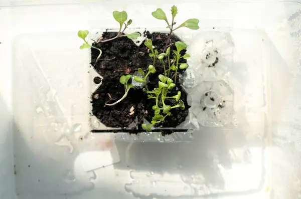 Young green seedlings sprouting in soil inside a recycled plastic container, illuminated by natural light, symbolizing growth and sustainability.
