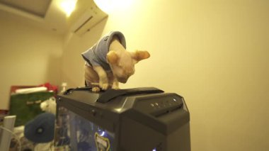  Büyüleyici Sphynx kedisi. Yetişkin çocuklar için ideal evcil hayvan. Çocuklarla ve diğer hayvanlarla iyi geçin.