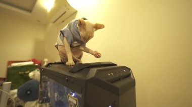 Büyüleyici Sphynx kedisi sarılıyor, çarpıcı 4K 'de aşkını gösteriyor. Çok dokunaklı.