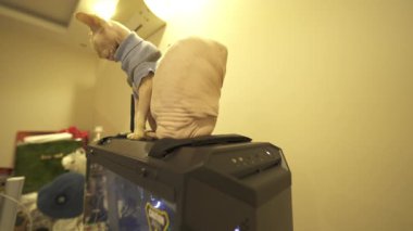 Çarpıcı 4K ile Sphynx kedilerinin egzotik güzelliklerini yakalayın. Oyunlarında sendikalaşıyorlar.