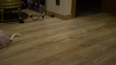 Bu oyuncu Sphynx kedisinin rahat bir odada oyuncağın etrafında vuruşunu izle. Enerji ve cazibeyle dolu bu tüysüz kedi, maskaralıklarıyla kalbini eritecek.