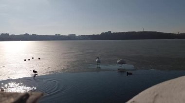 Ördekler huzur içinde süzülürken sakin göle yansıyan altın bir günbatımının huzur dolu güzelliğine tanık olun. 