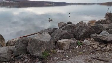 Zarif ördek gölette süzülerek sakin bir manzara yaratıyor.