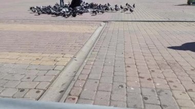 Zarif güvercinlerin uyum içinde çırpınışlarını izleyin, kasaba meydanına hayat getiriyorlar.