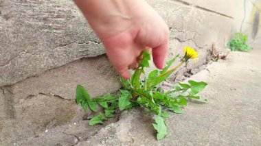 Canlı karahindibalar zorluklara meydan okuyor, asfalt çatlaklarında zarafetle çiçek açıyor.