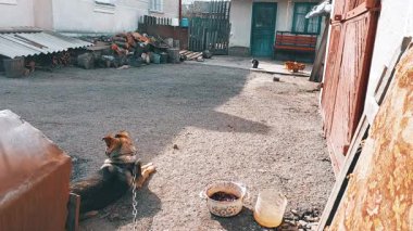 Serene kırsal cazibe: sadık bir köpek açık gökyüzünün altında yıpranmış bir odun yığını tarafından dinlenir