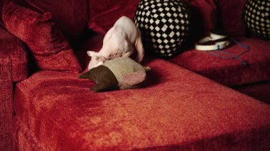 Canlı bir Sphynx kedisinin hareketli kırmızı bir kanepede zıplamasını, esnemesini ve dinlenmesini izle.