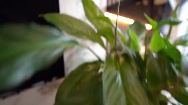  Işık, yalnız bir saksıyı şereflendirir. Hassas biçimi, duvarların ritmik çizgileriyle çerçevelenir.