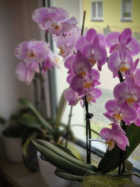 Pencere kenarında narin pembe çiçekleri olan çiçek açan bir orkidenin fotoğrafı sıcacık ve güzel bir ortam yaratıyor. Yüksek kalite fotoğraf