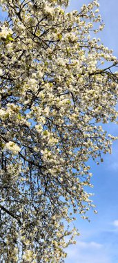 Çiçek açan bir ağaç dalının fotoğrafı. Mavi gökyüzüne karşı narin beyaz çiçekler eşliğinde. Baharın gelişini simgeliyor. Yüksek kalite fotoğraf