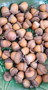 Şapkalarını ve fındıklarını gösteren kuru meşe palamutlarının fotoğrafı. Yüksek kalite fotoğraf