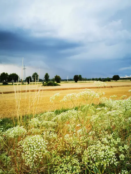Fırtınadan önce olgunlaşmış buğday tarlasına bakan atmosferik manzara. Önümüzde yabani çiçekler ve otlar ufukta kara bulutlarla bir kontrast oluşturuyor. Yüksek kalite fotoğraf