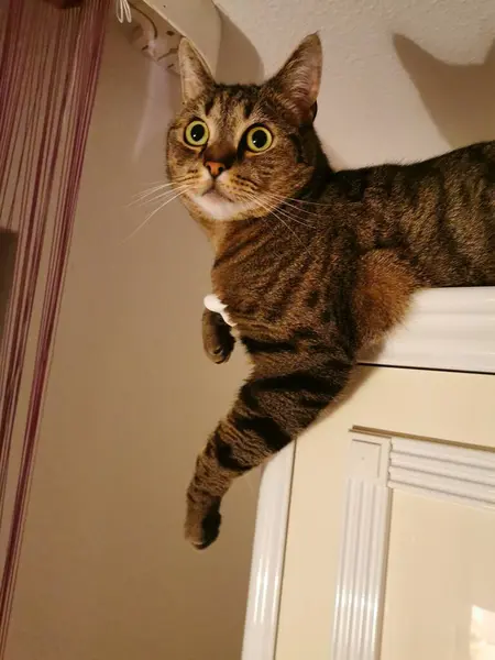 Büyük şaşkın gözleriyle kameraya bakan tekir bir kedi. Yüksek kalite fotoğraf