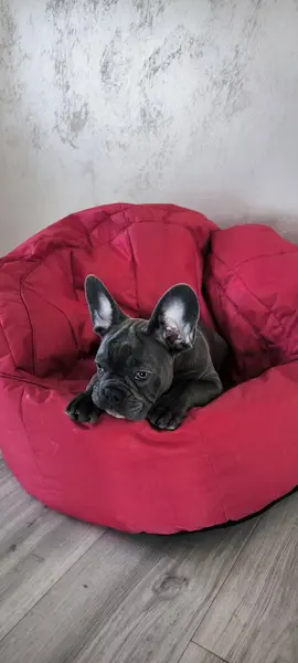 Tatlı bir Fransız bulldog 'u yumuşak bir kırmızı fasulye koltuğa rahatça yerleşir. Yüksek kalite fotoğraf