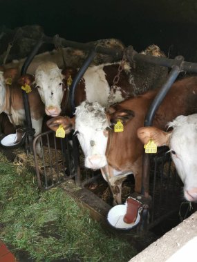 Sarı kulaklıklı beyaz ve kahverengi inekler. Yüksek kalite fotoğraf