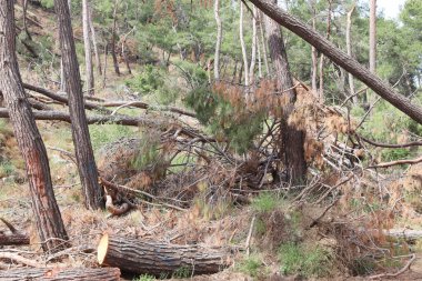 Fotoğraf, dağ ormanlarında kasırgadan sonra yıkımın gerçekleştiğini gösteriyor. Düşen çam ağaçları, doğa şartlarının gücüne tanıklık ediyor. Yüksek kalite fotoğraf