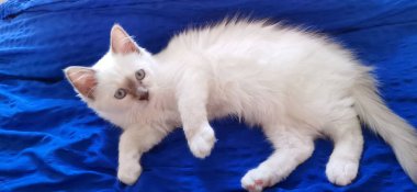 Mavi gözlü sevimli beyaz Birman kedisi mavi bir battaniyenin üzerinde uzanıyor.,