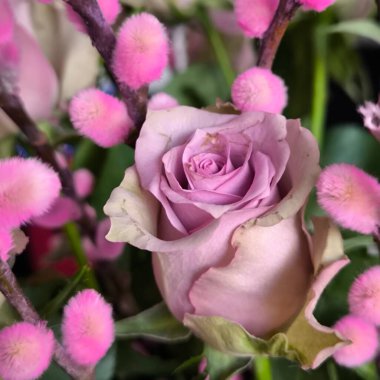 Pembe yumuşak söğüt dallarıyla çevrili narin leylak gülü..