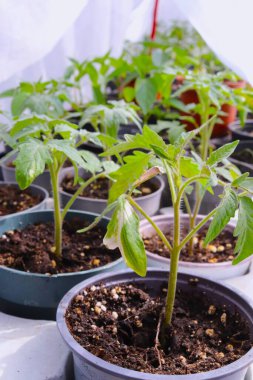 Topraklı tencerelerde büyüyen genç yeşil domatesler açık araziye ya da bir seraya nakledilmeye hazırdır.