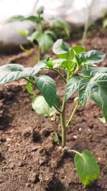 Seradaki gevşek kahverengi topraktan büyüyen küçük yeşil bir domates.