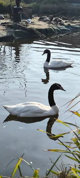 Siyah boyunlu ve beyaz vücutlu iki görkemli kuğu, sakin bir göletin yüzeyinde zarifçe süzülür. Su, siluetlerini yansıtır ve güzel bir desen oluşturur.