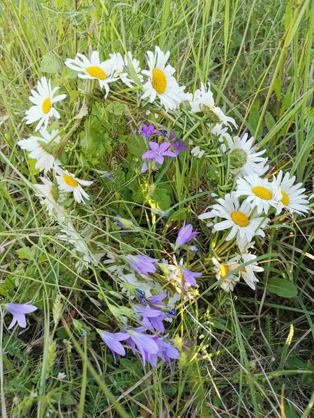Taze koparılmış narin bir çelenk: beyaz papatyalar ve mor çanlar, düzgünce uzun yeşil çimenlerin üzerine serilmiş
